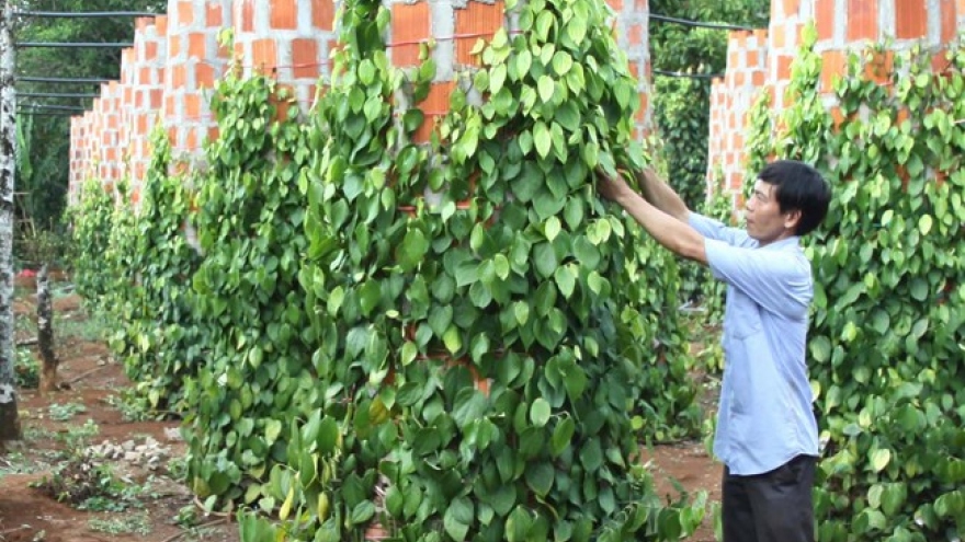 Quang Tri selects local products to join national staples