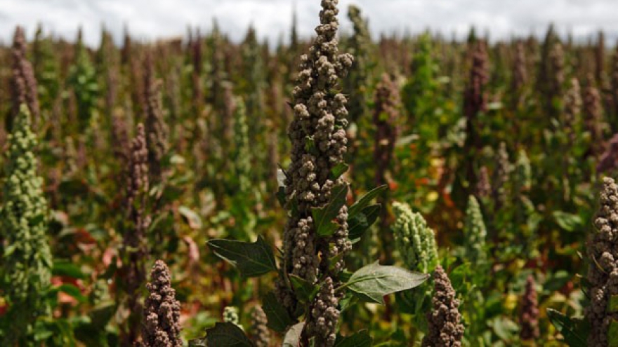 Chile helps Vietnam grow Quinoa crop