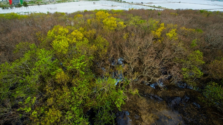 Yellow autumn in Ru Cha primeval mangrove forest