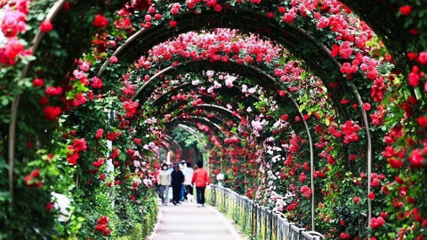 First Bulgarian Rose Festival in Hanoi to open Mar. 3