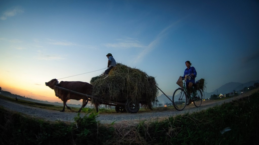 Northern paddy fields in mid-harvest season