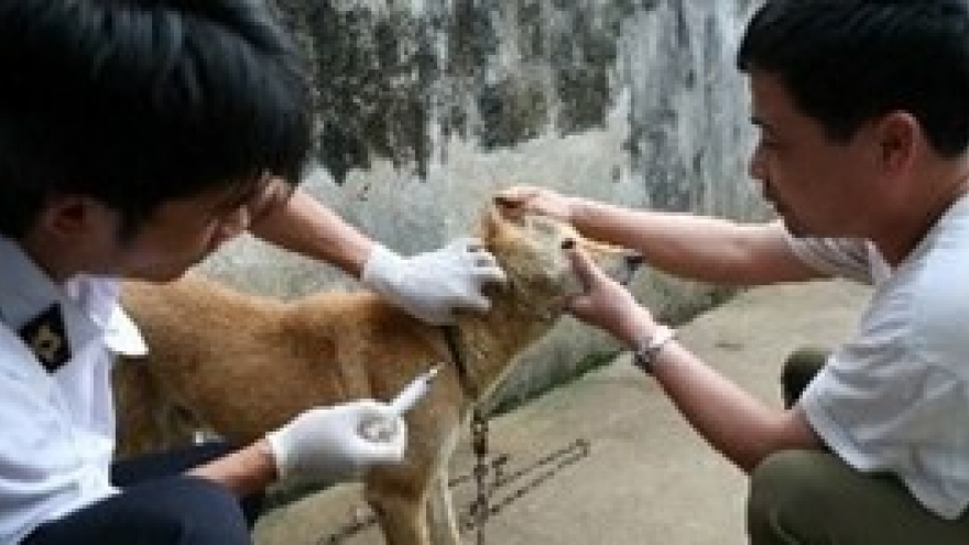 Ministry tries to increase rural rabies vaccinations