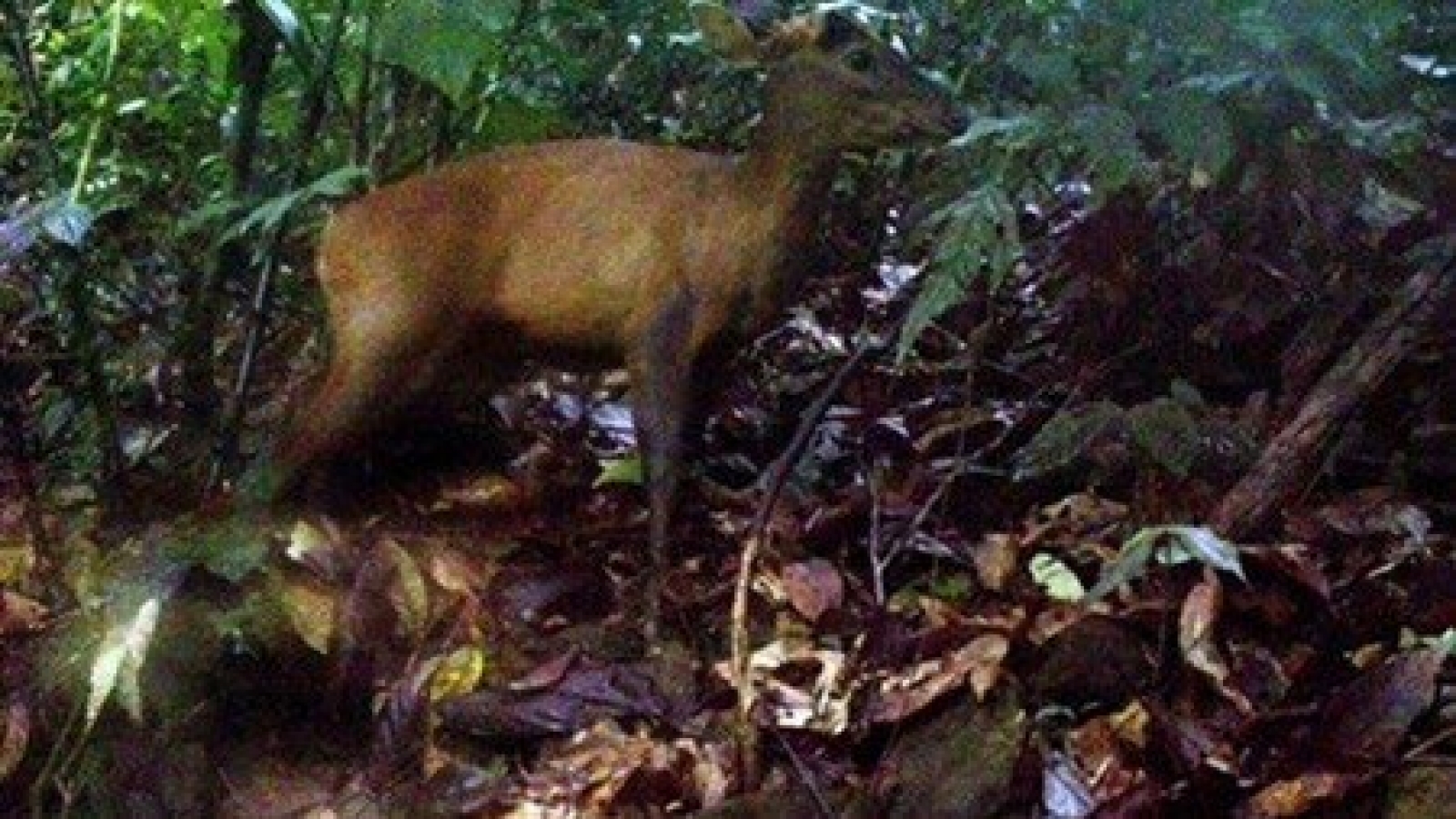 Rare animals found in Pu Hu Nature Reserve
