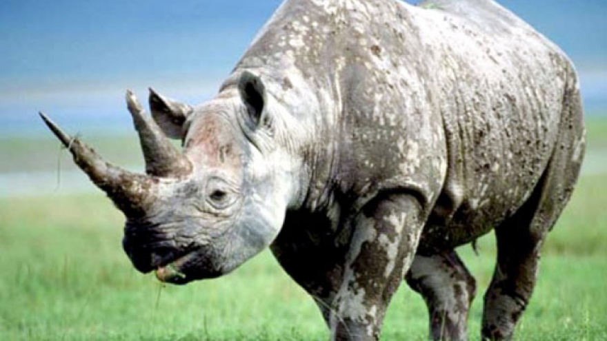 Rhino horn demand in Vietnam drops by more than one third