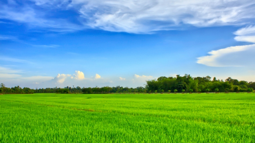A tale of two rice producers