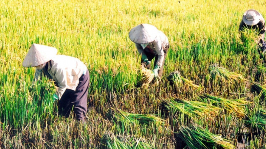 Rice farmers’ income drops by seven times in last 10 years