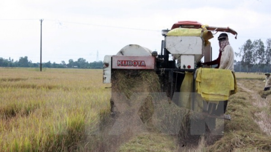 Rice exporters suffer losses due to sudden domestic price hike