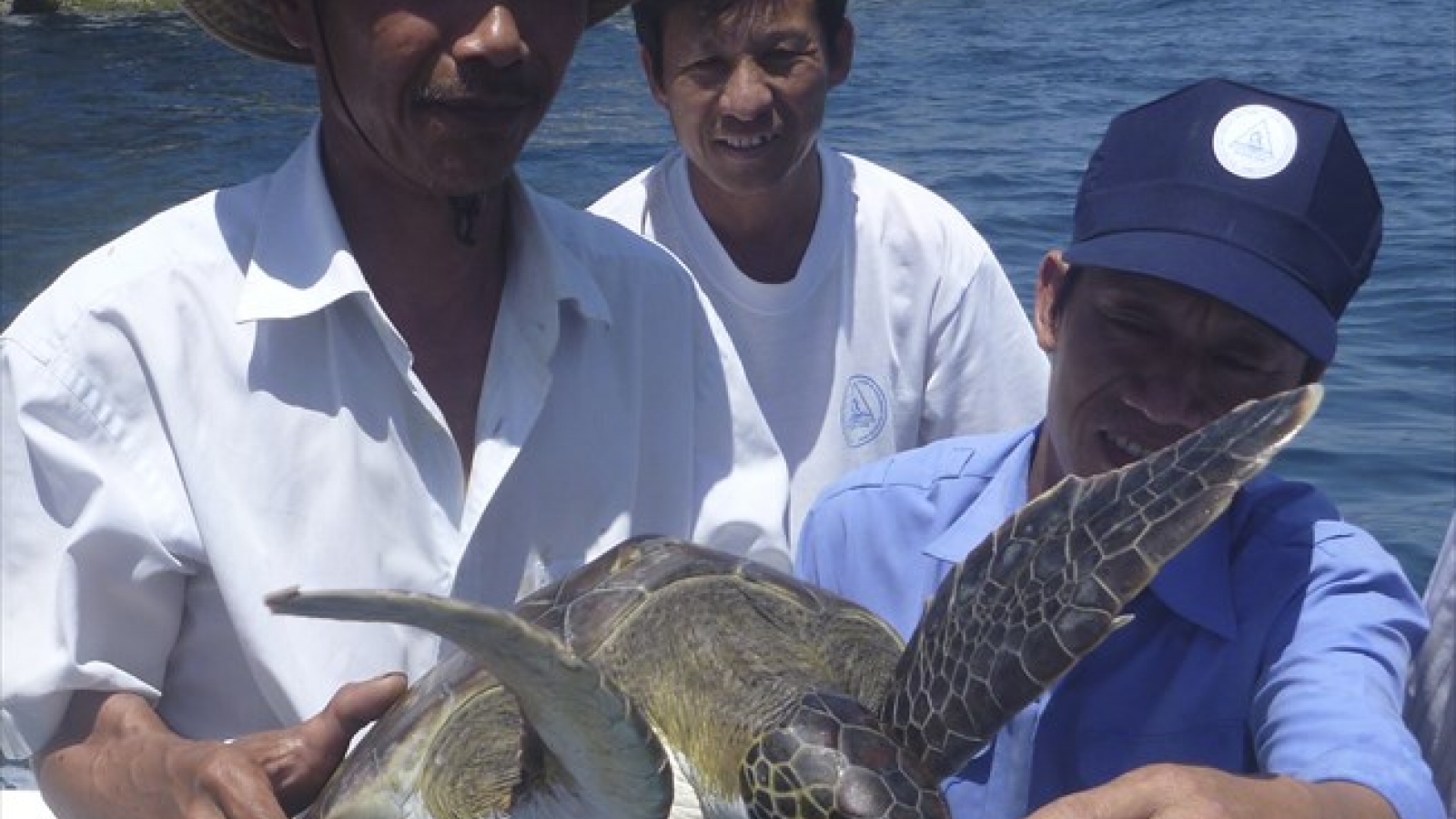 Hatchery project to save sea turtles in Cu Lao Cham