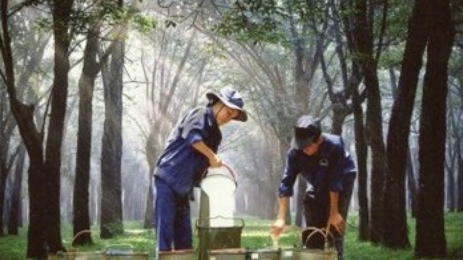 Rubber industry suffers from falling prices
