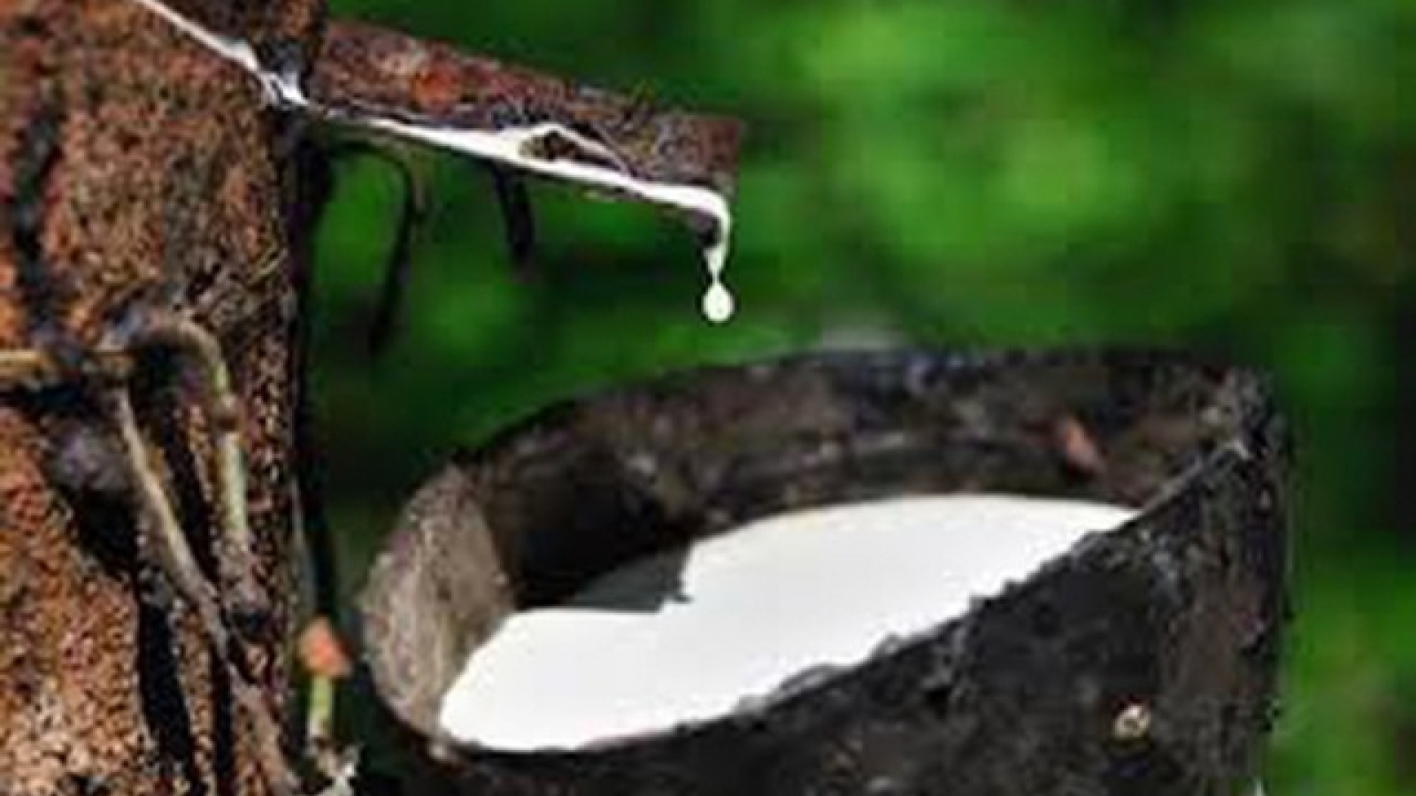 Rubber exporters hope US-China trade war ends soon