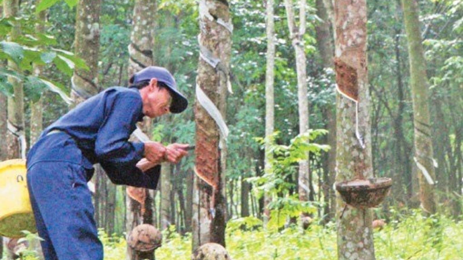 Vietnam Rubber Group to launch IPO in early February