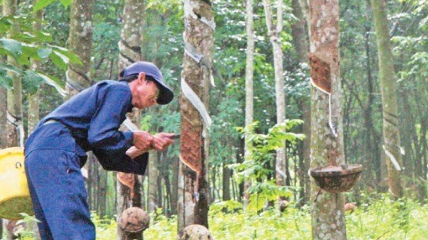 Vietnam Rubber Group to launch IPO in early February