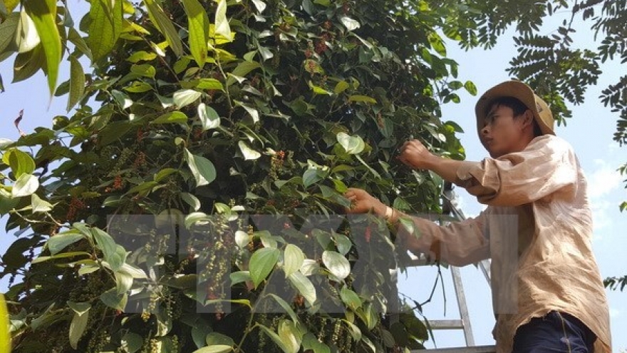 Rural, agricultural, fishery census 2016 announced