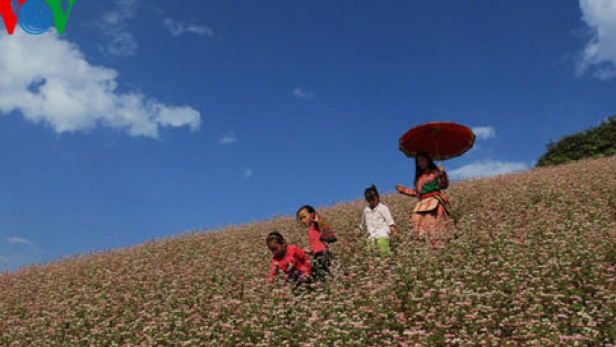 Buckwheat flowers blossom in Si Ma Cai