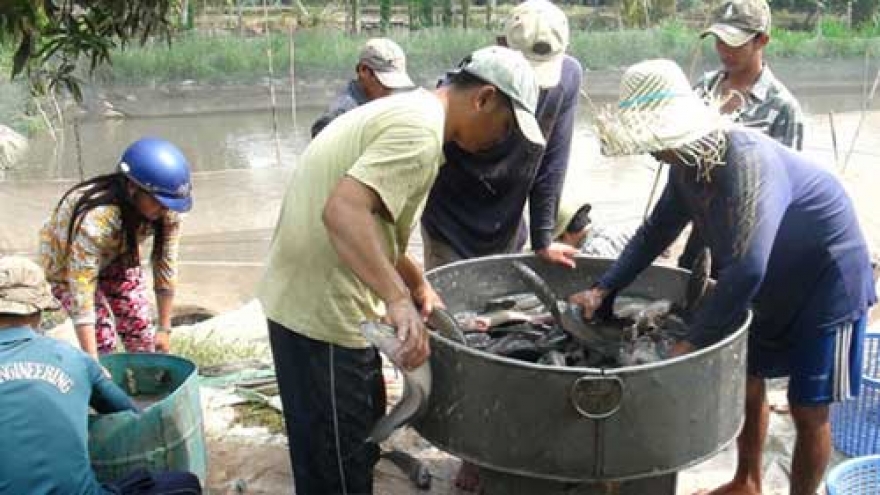 Hustle and bustle of fish markets
