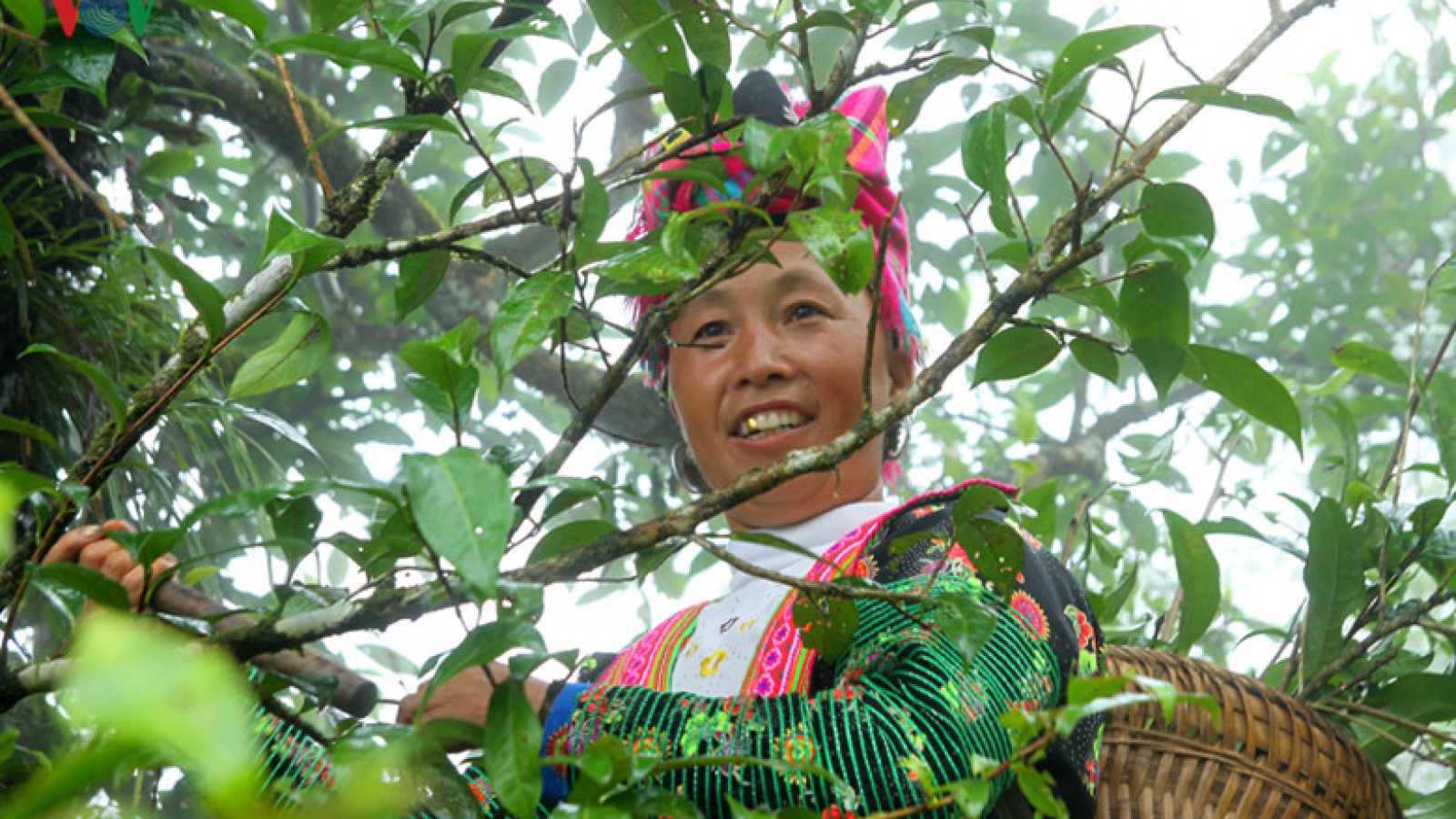 Visiting Sin Ho ancient tea trees