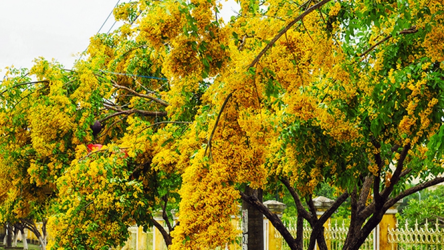 Yellow flowers blooming along Quang Nam roads 