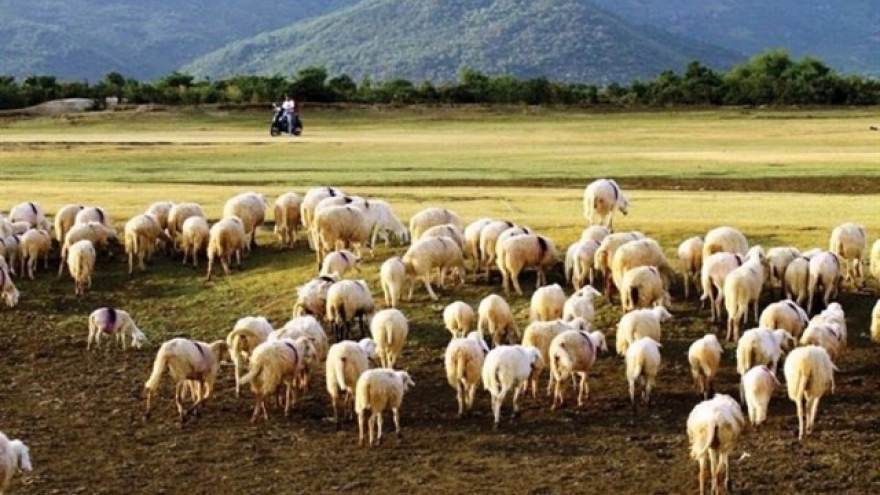 Sheep fields enchant visitors with their beauty