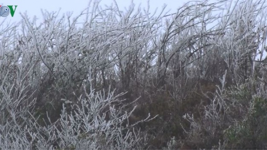 Trees frozen over in northern mountainous province