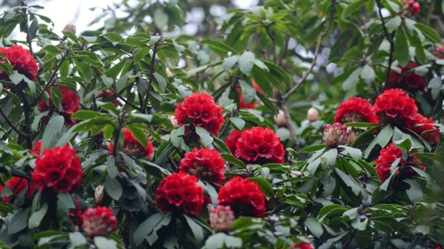 Sapa to host Rhododendron flower festival