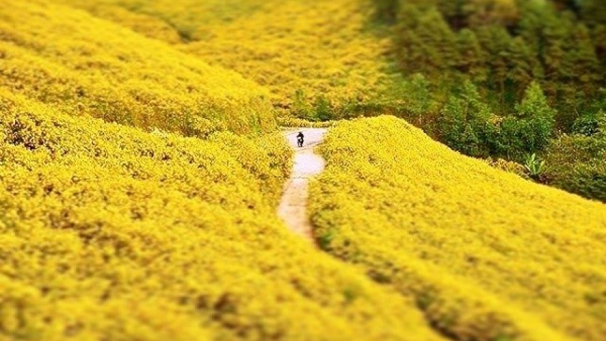 Wild sunflowers in full bloom in Da Lat