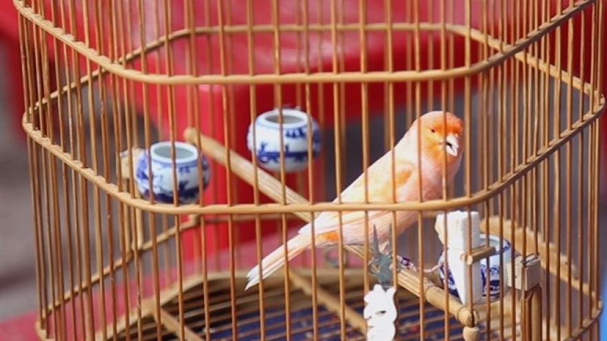 Saigon mornings are for the beautiful birds