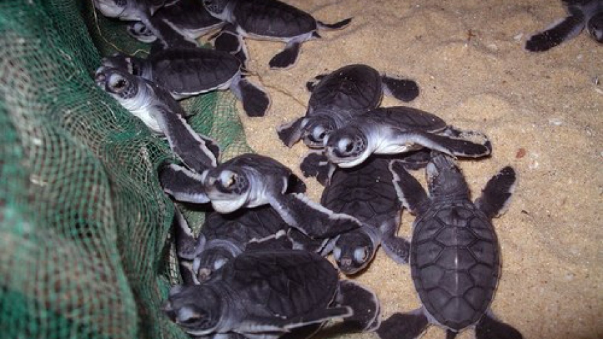 Rare sea turtles hatch in central Vietnam