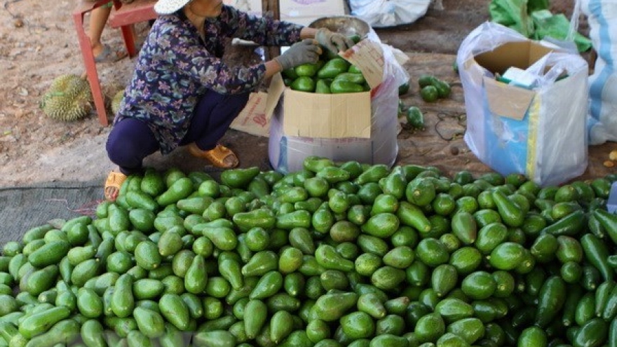 Seminar talks sustainable avocado farming in Dak Nong