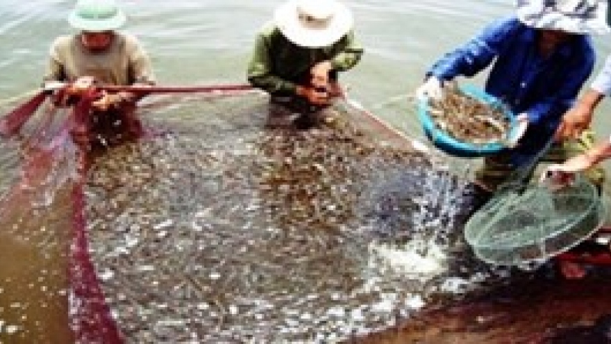 Prices of white-leg shrimp continue to plunge