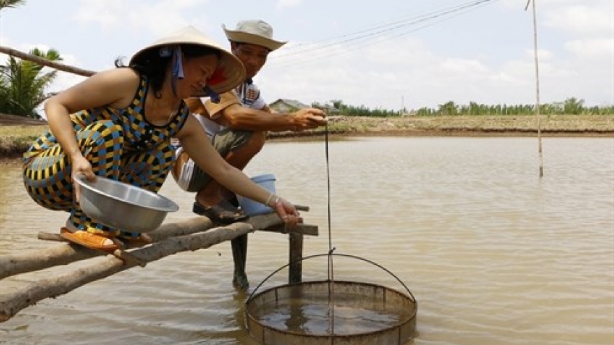 Shrimp breeders lack access to supply chains