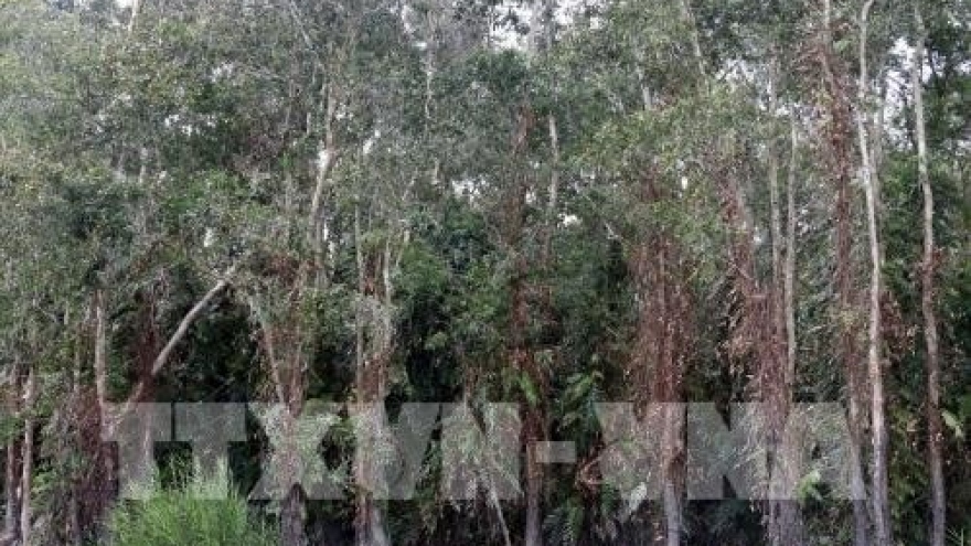 Soc Trang to implement sustainable forestry management programme