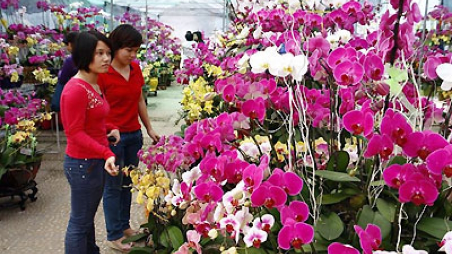 Spring Festival to open in Hanoi