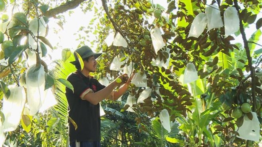 Star apple shipment to US to increase threefolds