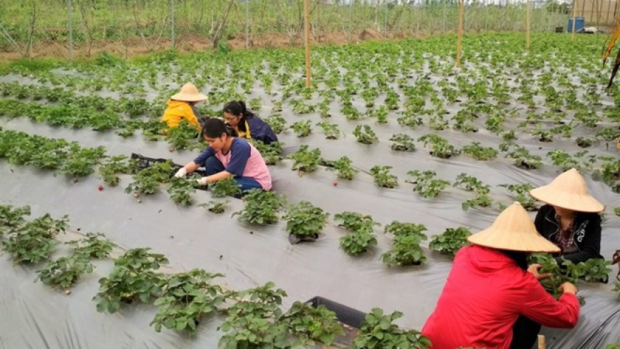 Strawberry farm in Hanoi - evidence of potential farm tourism
