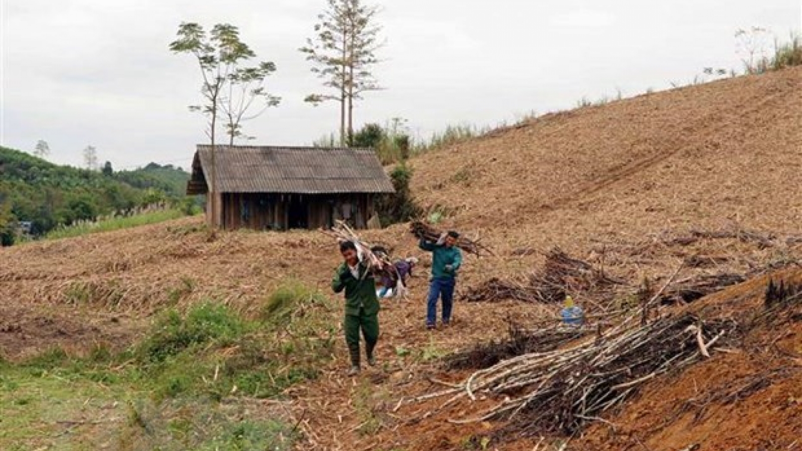 Sugar prices likely to trend up due to lack supply