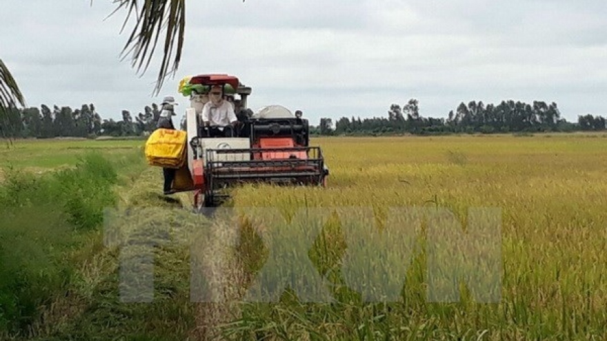 Summer-autumn rice crop output hits record in Long An
