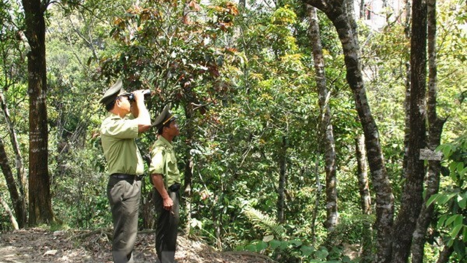 Sustainable forestry management project approved