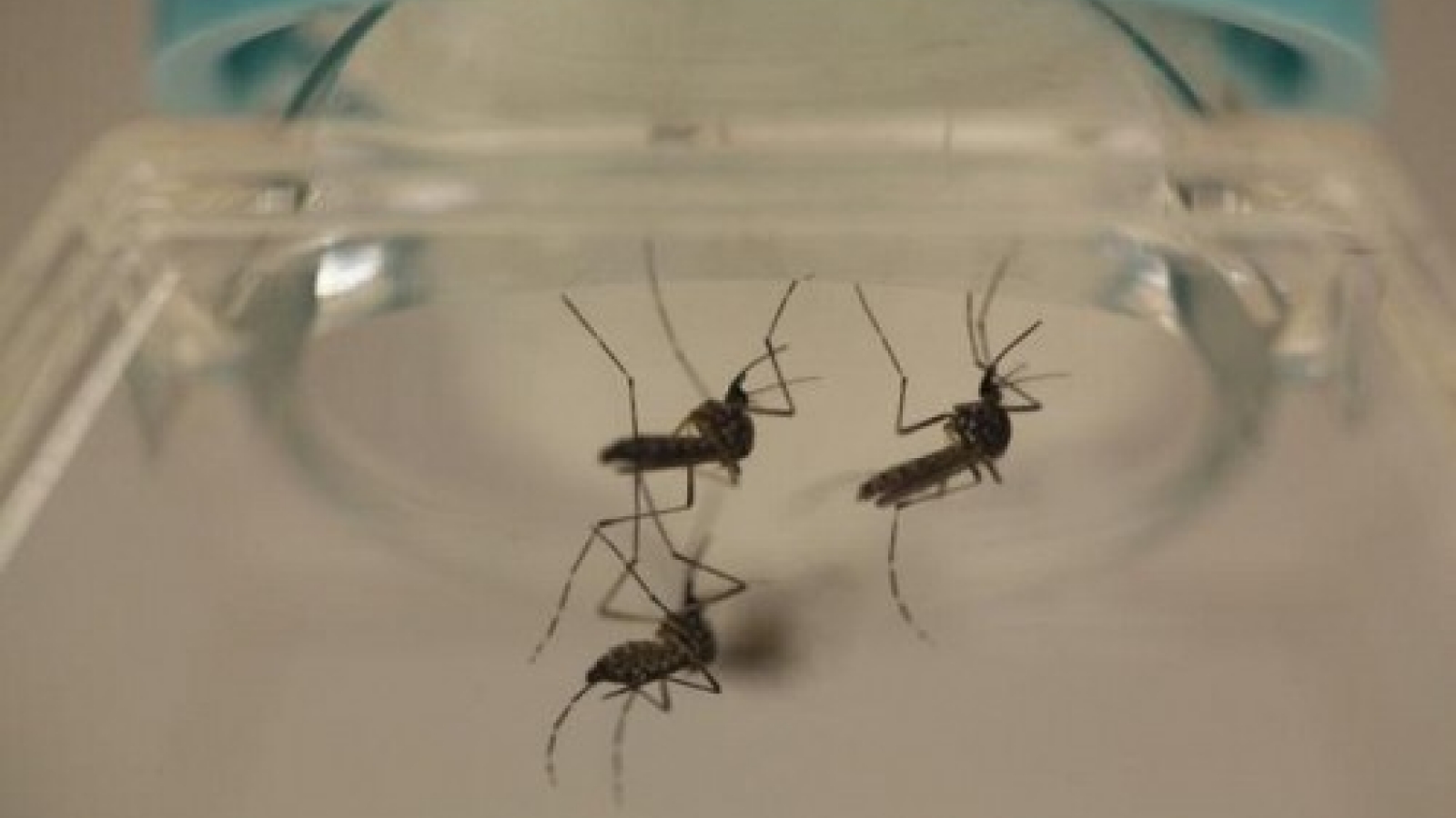 Zika disease becomes endemic in Vietnam: health official