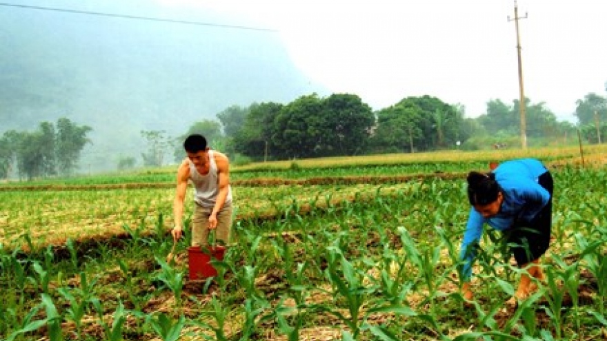 Yen Bai looks to diversify crops