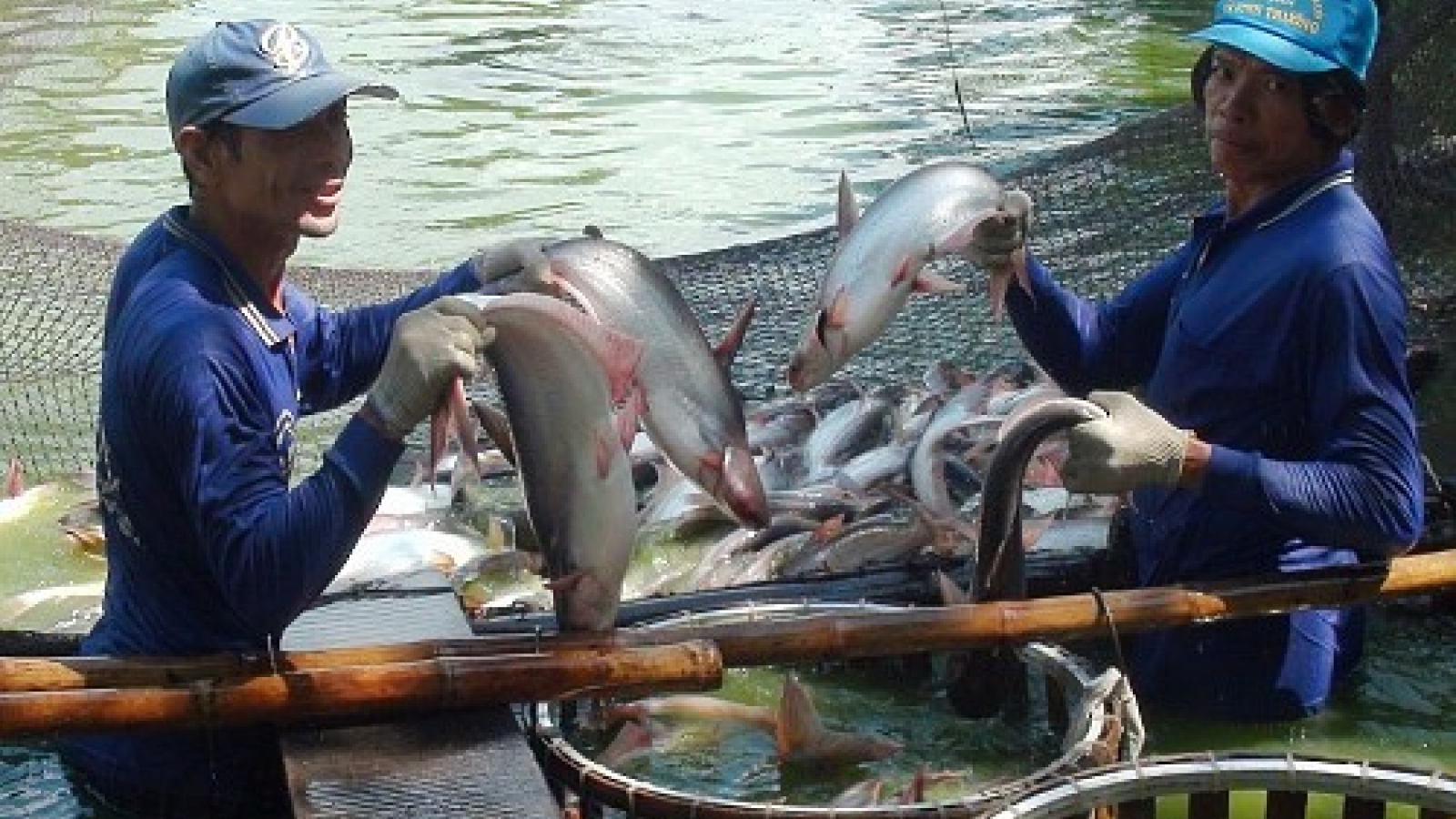 Vietnam catfish farmers indebted as demand from Chinese market drops