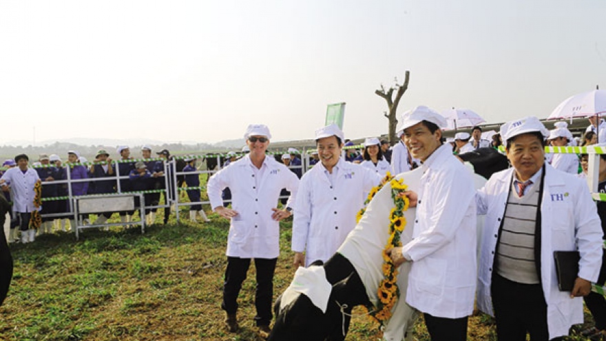 TH Group ‘super cows’ lead the way for dairy industry