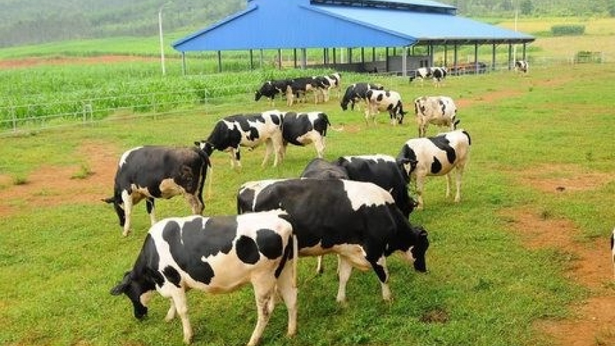 Vietnam’s dairy giants export milk to China