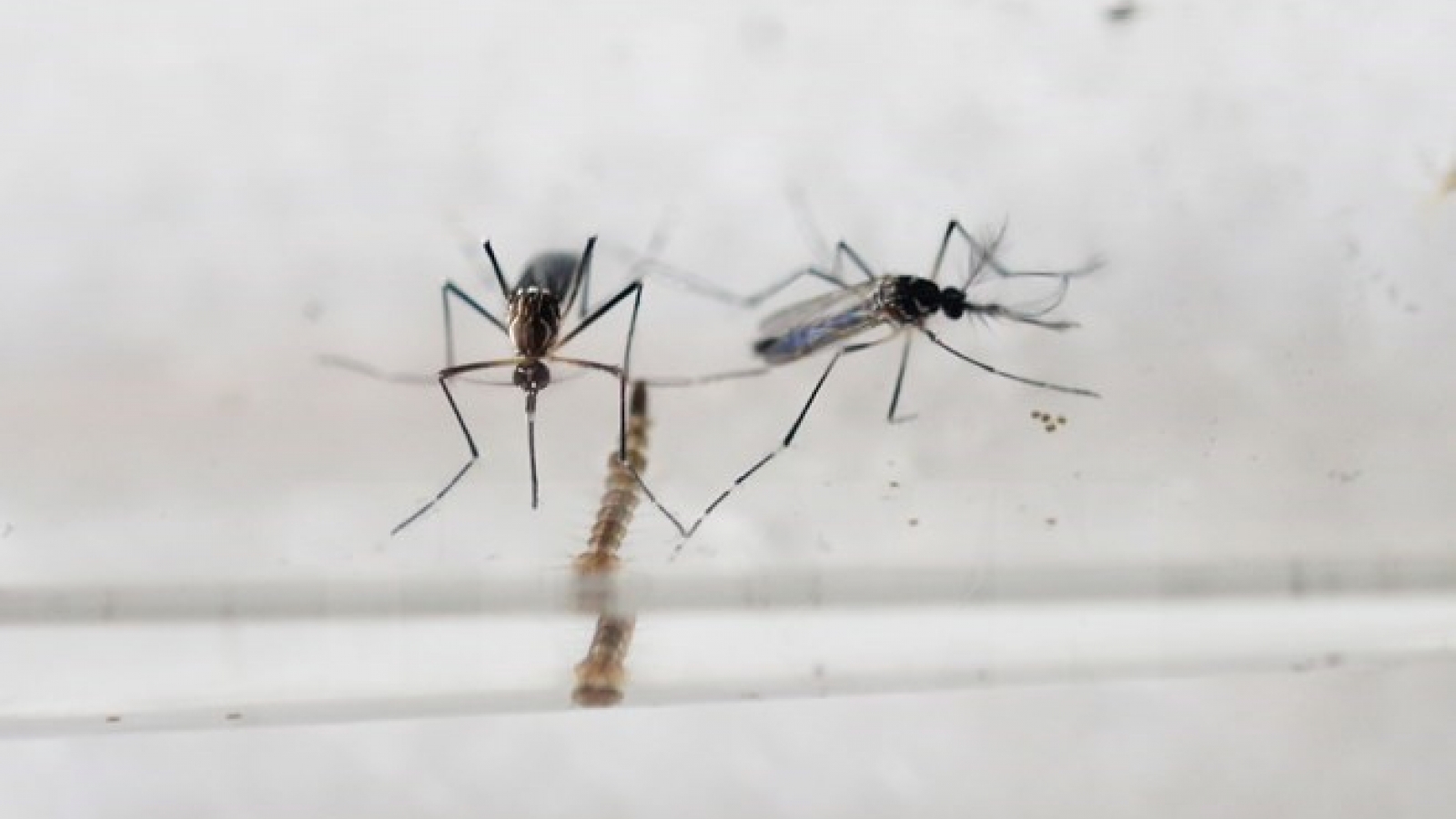 Phu Yen launches public campaign against dengue, Zika virus