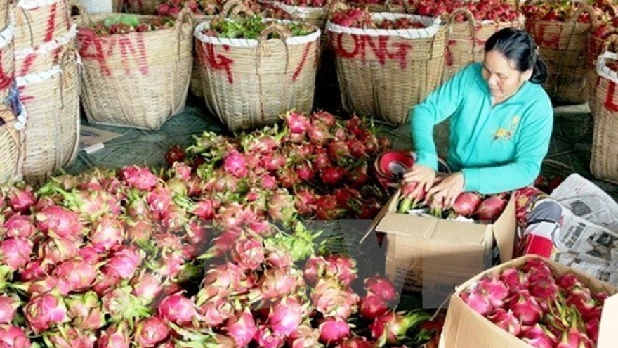 Vietnamese fruits conquer Japanese market