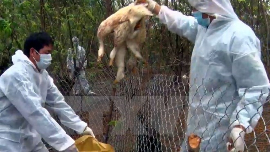 Nam Dinh work to hinder spread of A/H5N1 virus