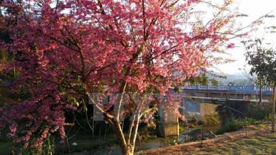 Japanese cherry trees take root in Danang