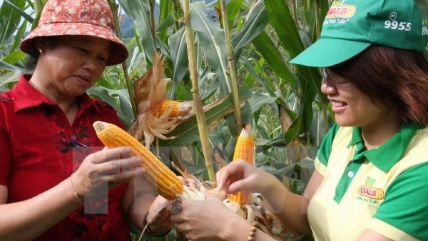 Vietnamese farmers urged to shift from rice to corn