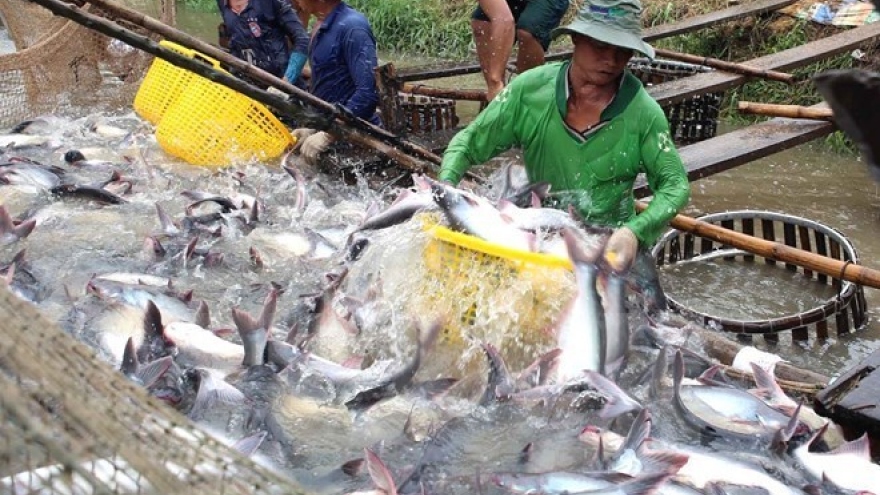 Tra fish exports estimated to increase 6.6% in 2016