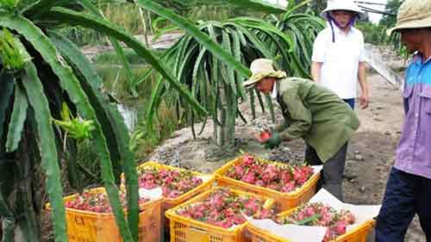 
        Vietnamese dragon fruit comes back to Taiwan
                              