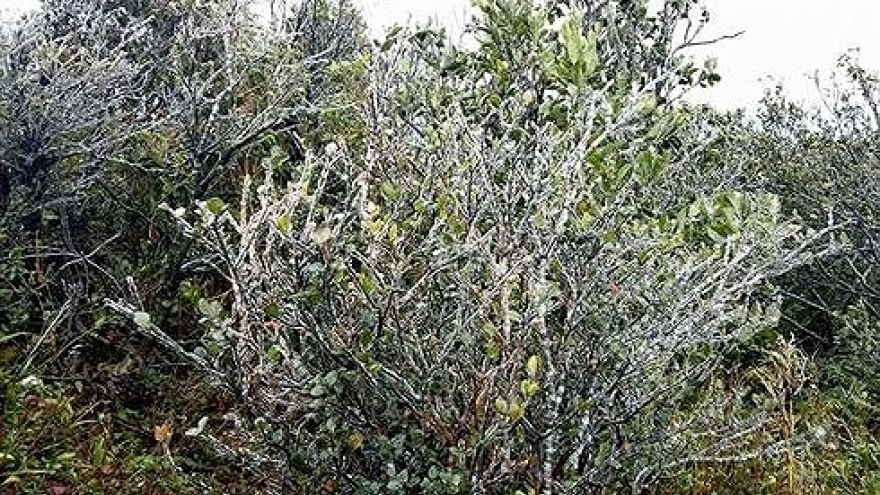 Morning frost crystalizes Mau Son Mountain top